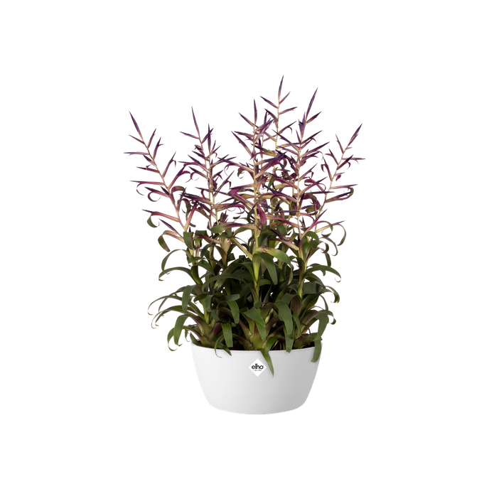 brussels schaal 23cm wit